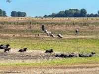 Wasserbüffel und Wildgänse  iPhone 13 Pro Max  - 24.08.2022 -