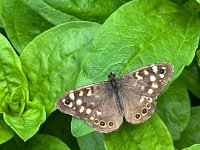 Schmetterling im Garten  iPhone 13 Pro Max  - 16.05.2024 -