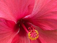 Hibiskusblüte  iPhone 17 Pro Max   - 29.06.2026 -