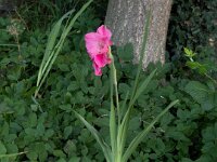 Gladiole  iPhone 17 Pro Max   - 15.08..2026 - : Vorgarten, Gladiole, Garten Erlenstraße, Blüte