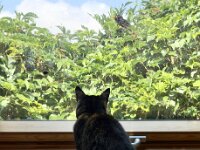 Katze und Amsel  iPhone 17 Pro Max   - 26.07.2026 -