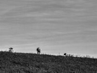 Deichpfleger  PENTAX K-3 Mark III Monochrome SMC PENTAX-FA F1.8/77 Limited  - 06.11.2025 -