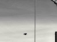 Brückenflug III  PENTAX K-3 Mark III Monochrome SMC PENTAX-FA F1.8/77 Limited  - 06.11.2025 -