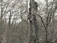 Meiner alten Buche wurde der letzte lebende Ast überm Weg abgesägt  iPhone 17 pro  - 14.12.2025 -