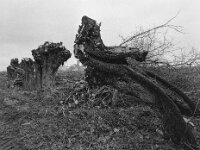 Sehr  drastisch bearbeitet  Pentax 645N, SMC PENTAX-FA 645  2.8/45, KODAK TX 400@800  - 12.12.2025 -