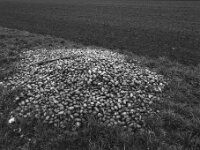 Ein Haufen Kartoffeln  Pentax 645N, SMC PENTAX-FA 645  2.8/45, KODAK TX 400@800  - 12.12.2025 -