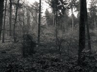 In der Hees  Pentax 645N, SMC PENTAX-FA 645  2.8/45, KODAK TX 400@800  - 12.12.2025 -