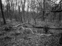 Testerberge  FUJI GS 645S prof.WIDE 60, KODAK TX 400  - 14.12.2025 -