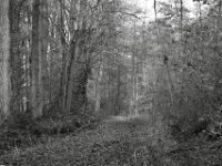 Waldweg in der Hees  PENTAX K-3 Mark III Monochrome, HD PENTAX - DA* 2.8/16-50 ED PLM AW  - 22.11.2025 -