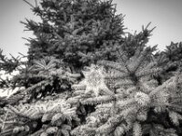 Weihnachtsbaum und Stern auf dem Marktplatz  PENTAX K-3 Mark III Monochrome, HD PENTAX - DA* 2.8/ 11-18 ED DC AW  - 29.11.2025  -