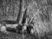 Abgesägt  PENTAX K-3 Mark III Monochrome, HD PENTAX - D FA 2.8/24-70 ED SDM WR  -02.02.3036 -