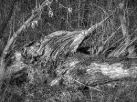 Sturmopfer  PENTAX K-3 Mark III Monochrome, HD PENTAX - D FA 2.8/24-70 ED SDM WR  -02.02.3036 -