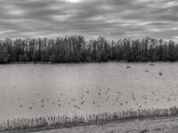 Kleiner See hinterm Deich  PENTAX K-3 Mark III Monochrome, HD PENTAX - D FA 2.8/24-70 ED SDM WR  -02.02.3036 -
