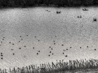 Sehr kalt, die Enten sparen Energie  PENTAX K-3 Mark III Monochrome, HD PENTAX - D FA 2.8/24-70 ED SDM WR  -02.02.3036 -