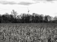 Sonnenblumenfeld  PENTAX K-3 Mark III Monochrome, HD PENTAX - D FA 2.8/24-70 ED SDM WR  -02.02.3036 -