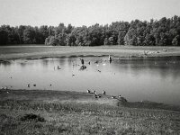 Wildgänse  CHINON 3001 Multiscan, Kentmere Pan 400  - 05.10.2026 -