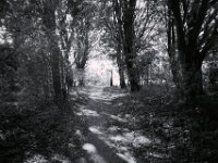 Weg zum Rheinufer  CHINON 3001 Multiscan, Kentmere Pan 400  - 05.10.2026 -