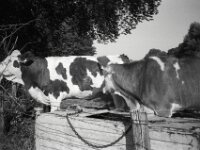 Am Weidezaun  CHINON 3001 Multiscan, Kentmere Pan 400  - 05.10.2026 -