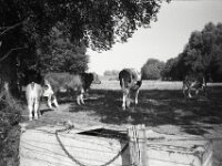Kuhgesellschaft  CHINON 3001 Multiscan, Kentmere Pan 400  - 05.10.2026 -