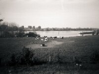 Kuhweide am Fluss  CHINON 3001 Multiscan, Kentmere Pan 400  - 05.10.2026 -