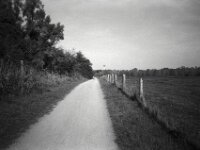 Am Zaun entlang  CHINON 3001 Multiscan, Kentmere Pan 400  - 05.10.2026 -