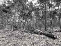 Gefallen  PENTAX K-3 Mark III Monochrome, HD PENTAX - DA* 2.8/ 11-18 ED DC AW  - 07.03.2026 -