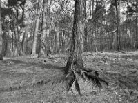 Festgekrallt im Boden  PENTAX K-3 Mark III Monochrome, HD PENTAX - DA* 2.8/ 11-18 ED DC AW  - 07.03.2026 -