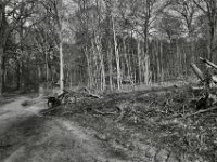 Stop an der alten Buche  PENTAX K-3 Mark III Monochrome, HD PENTAX - DA* 2.8/ 11-18 ED DC AW  - 07.03.2026 -