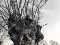 Alt und standhaft  PENTAX K-3 Mark III Monochrome, HD PENTAX - DA* 2.8/ 11-18 ED DC AW  - 07.03.2026 -