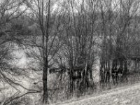 Entenpaar  PENTAX K-3 Mark III Monochrome, HD PENTAX - DA* 2.8/ 11-18 ED DC AW  - 07.03.2026 -