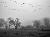 Wildgänse  Pentax K-1, SMC PENTAX-FA 1.8/31 AL Limited  - 08.02.2026 -
