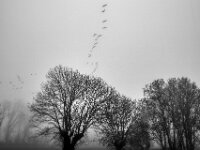 Gänseflug im Nebel  Pentax K-1, SMC PENTAX-FA 1.8/31 AL Limited  - 08.02.2026 -