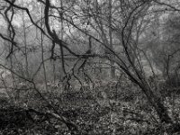 Durch den Wald  Pentax K-1, SMC PENTAX-FA 1.8/31 AL Limited  - 08.02.2026 -