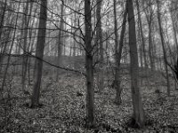 Hangbäume  Pentax K-1, SMC PENTAX-FA 1.8/31 AL Limited  - 08.02.2026 -