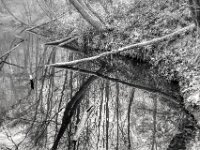 Ufer im Wald  Pentax K-1, SMC PENTAX-FA 1.8/31 AL Limited  - 08.02.2026 -