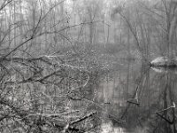 Gestürzter Baum im Teich  Pentax K-1, SMC PENTAX-FA 1.8/31 AL Limited  - 08.02.2026 -