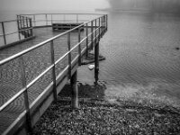 Schwan unterm Steg  Pentax K-1, SMC PENTAX-FA 1.8/31 AL Limited  - 08.02.2026 -