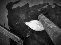 Traurig, der Schwan ist tot  Pentax K-1, SMC PENTAX-FA 1.8/31 AL Limited  - 08.02.2026 -