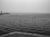 Enten und Blesshühnchen  Pentax K-1, SMC PENTAX-FA 1.8/31 AL Limited  - 08.02.2026 -