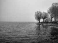 Kopfweiden am Ufer  Pentax K-1, SMC PENTAX-FA 1.8/31 AL Limited  - 08.02.2026 -