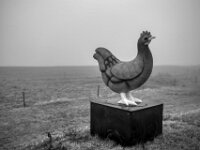 Das Werbe - Huhn  Pentax K-1, SMC PENTAX-FA 1.8/31 AL Limited  - 08.02.2026 -