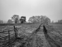 Durch Weiden zum Deich  Pentax K-1, SMC PENTAX-FA 1.8/31 AL Limited  - 08.02.2026 -