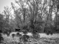 Heckrindbulle am Auenwald  Pentax K-1, SMC PENTAX-FA 1.8/31 AL Limited  - 08.02.2026 -