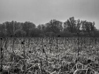 Erinnerung an Sonnenblumen  Pentax K-1, SMC PENTAX-FA 1.8/31 AL Limited  - 08.02.2026 -