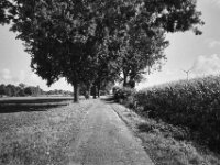 Eicheln auf dem Weg  CHINON 3001 Multiscan, Kentmere Pan 400  - 10.09.2026 -