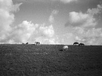 Deichpfleger  CHINON 3001 Multiscan, Kentmere Pan 400  - 10.09.2026 -