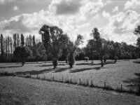 Geschädigte Bäume  CHINON 3001 Multiscan, Kentmere Pan 400  - 10.09.2026 -