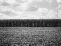 Maisfeld  CHINON 3001 Multiscan, Kentmere Pan 400  - 10.09.2026 -