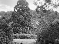 Mein Rad und der schöne, alte Parkbaum  CHINON 3001 Multiscan, Kentmere Pan 400  - 10.09.2026 -