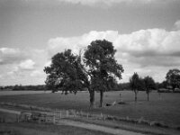Nur noch zwei große Bäume statt Dreigestirn  CHINON 3001 Multiscan, Kentmere Pan 400  - 10.09.2026 -
